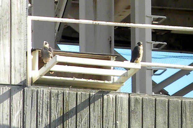 2 young on box in Pontiac, by Barb Baldinger, 6/8/2012