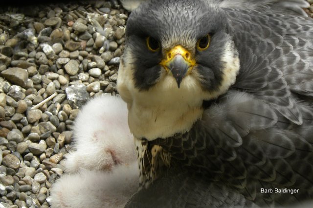 AT&T Detroit by Barb Baldinger 5-12-2015 