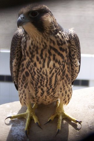 AT&T Chick on nest ledge
