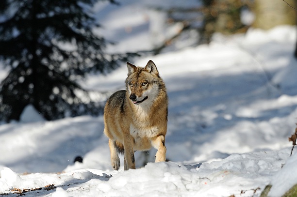 Adult_wolf_in_snow.jpg (7600 bytes)