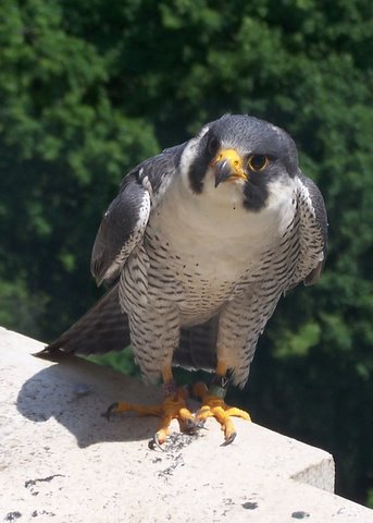 Allegra, the male at the Whittier Building