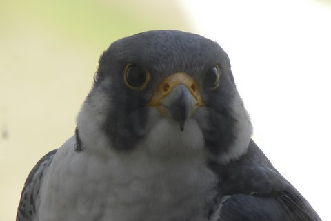 Allegro at the Whittier Building, March 31st