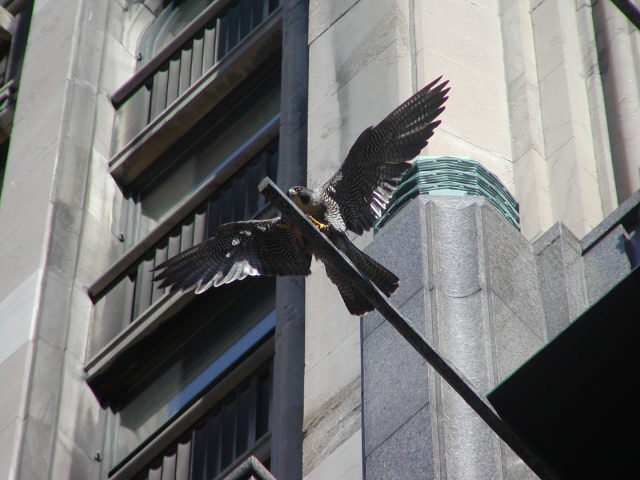 Alpha stretches her wings