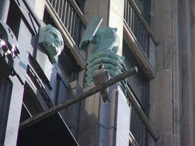 Stepmom Alpha shows her front markings