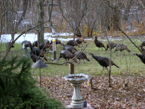 Back Yard Turkeys