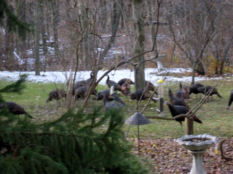 Back Yard Turkeys