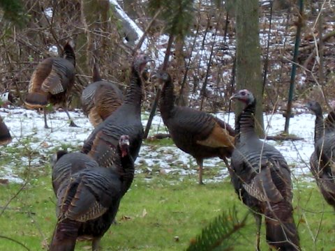 Back Yard Turkeys