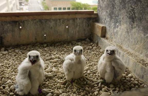Baby Pictures - Cadette, Samoa and Spirit after the banding.