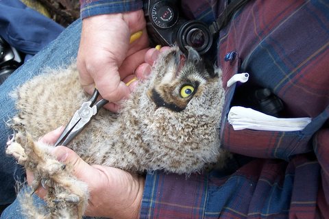 Banding one of the baby owls