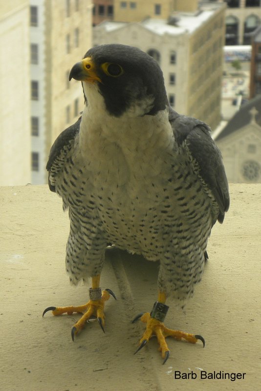 Bud-Z at AT&T by Barb Baldinger 5-23-2017