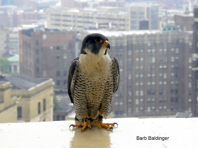 Bud-z at ATT Detroit by Barb Baldinger 5-28-2013