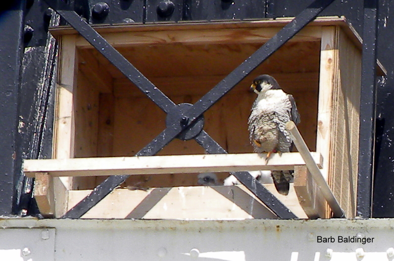 Chick 1 Center, Chick 2 on right at Detroit Zoo by Barb Baldinger 5-22-2017 Chick 1 Center, Chick 2 on right at Detroit Zoo by Barb Baldinger 5-22-2017