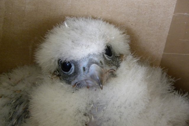 Chick close up at Whittier Apartments, Detroit, by Barb Baldinger, 5/30/2012