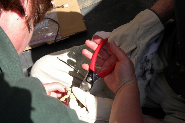 Chris Becher banding a Peregrine chick at U of M, Ann Arbor, by Barb Baldinger, 5/25/2012