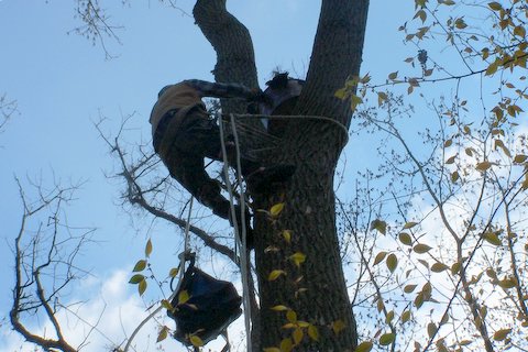 Climbing to the Nest