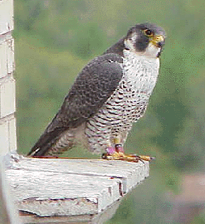 Daddy Cinder Guarding