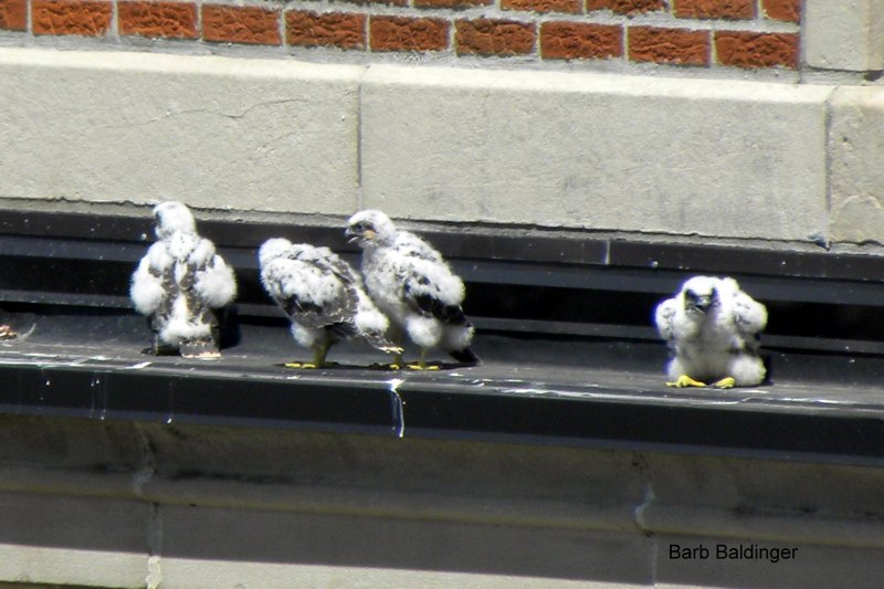 Durant Apts. Flint 4 by Barb Baldinger 6-7-2017