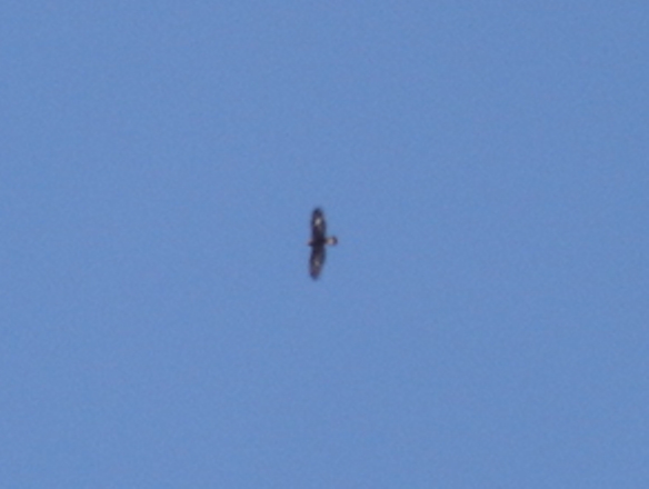 Golden Eagle Photo #1