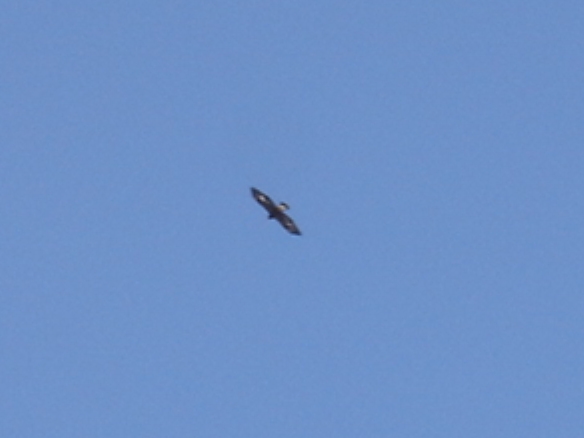 Golden Eagle Photo #2
