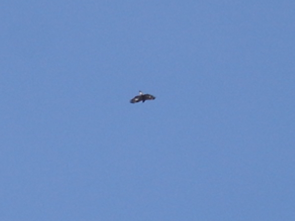 Golden Eagle Photo #3