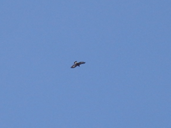 Golden Eagle Photo #4