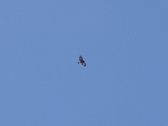 Golden Eagle Photo #5