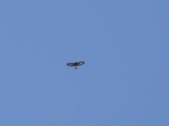 Golden Eagle Photo #6