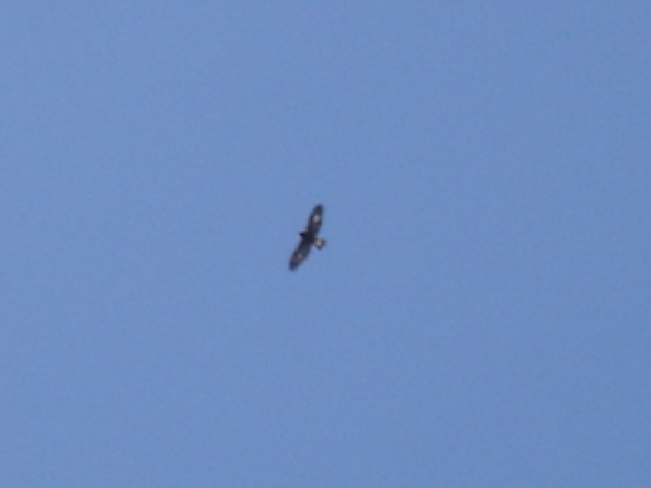 Golden Eagle Photo #7