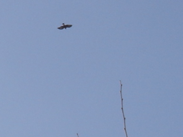 Golden Eagle Photo #8