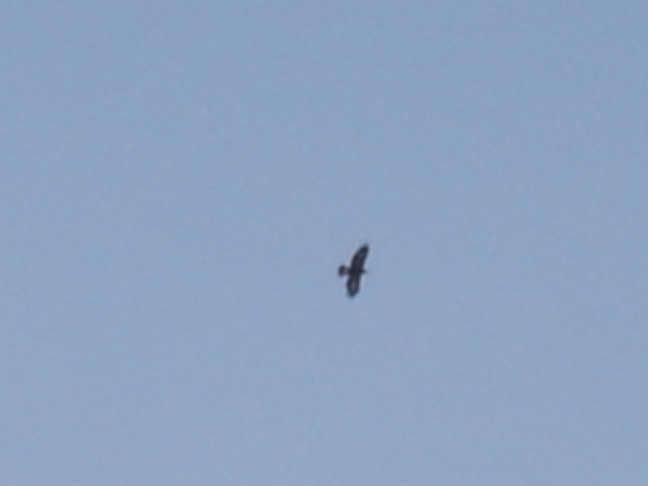 Golden Eagle Photo #9