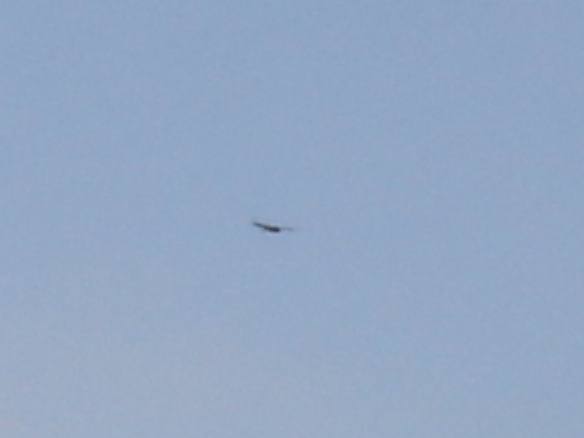 Golden Eagle Photo #10