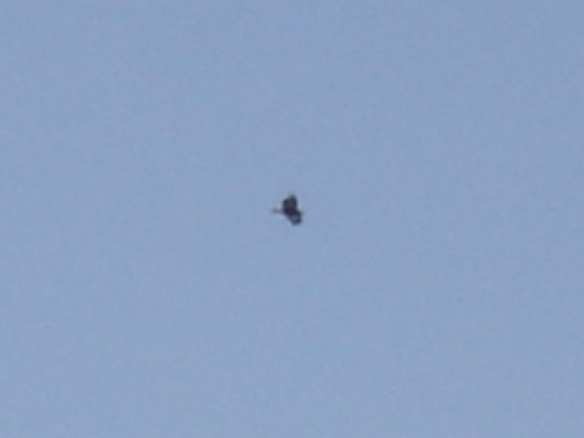 Golden Eagle Photo #12