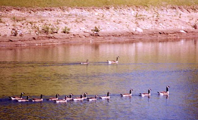 Canada Geese in NE Macomb County, photo courtesy of Russ Emmons