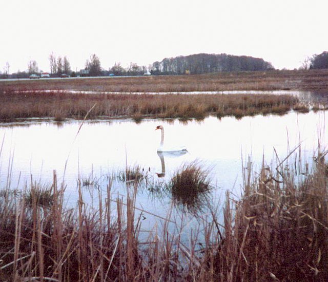 Swan in NE Macomb County, photo courtesy of Russ Emmons
