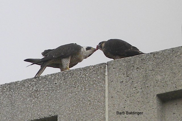 Feeding Amelia by Barb Baldinger 6-25-2013, CAMPBELL EWALD