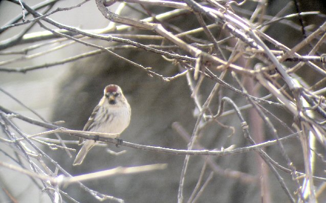 Female Redpoll at the Feeders, The Pinery