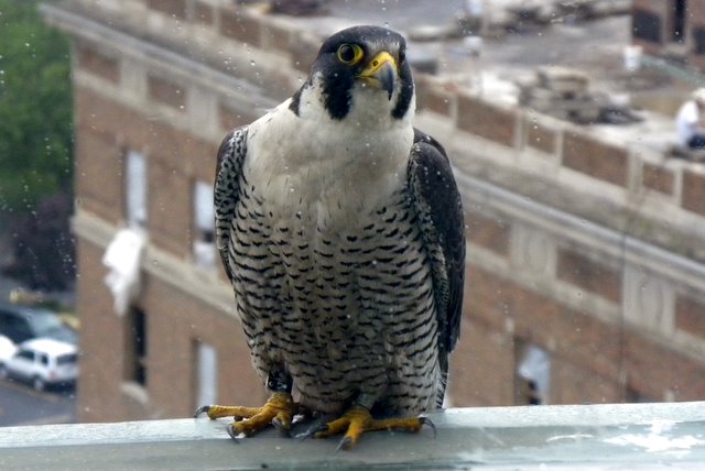Female Peregrine Falcon, Flint, MI, Barb Baldinger 5-28-2009