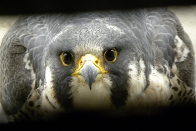 Female Peregrine Falcon at AT&T seen through vent louvers