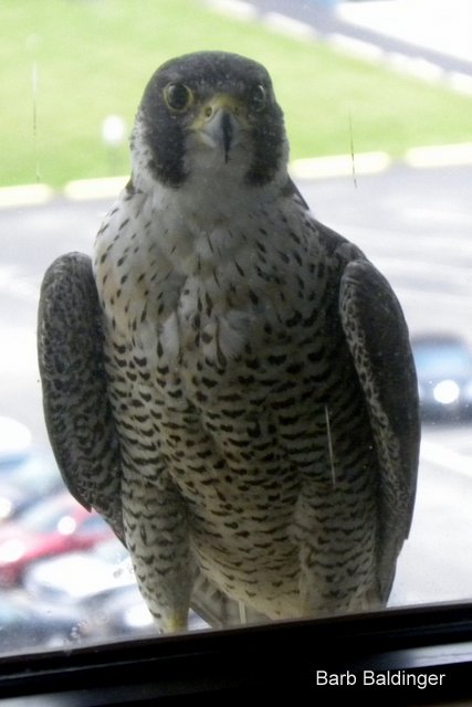 Female black over red, 74 over X by Barb Baldinger 6-21-2013, CAMPBELL EWALD