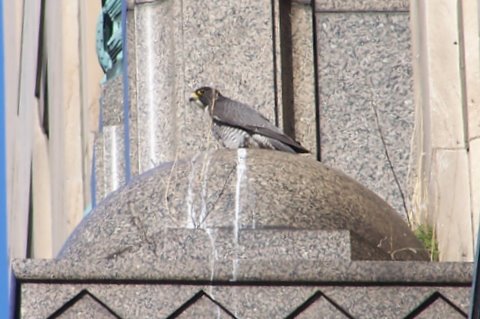 One of the peregrines at the Fisher Building