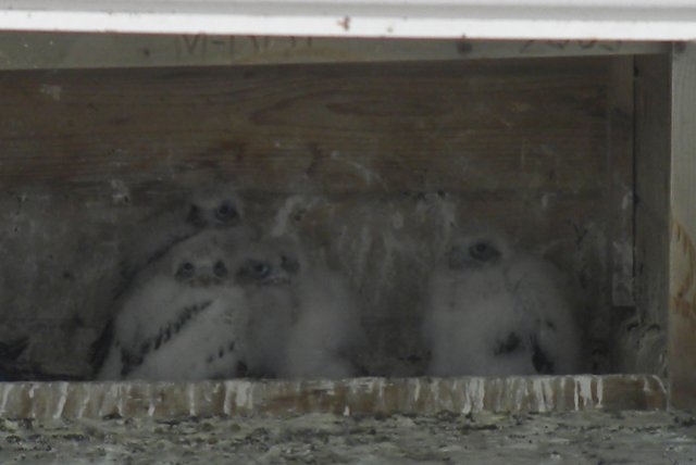 Five chicks as the Blue Water Bridge, Port Huron, by Barb Baldinger, 5/31/2012