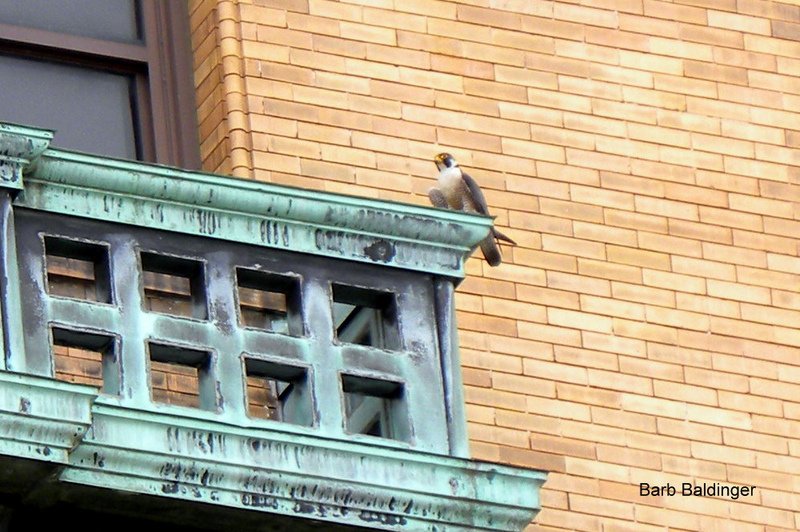 Freedom at WSU by Barb Baldinger 5-23-2017