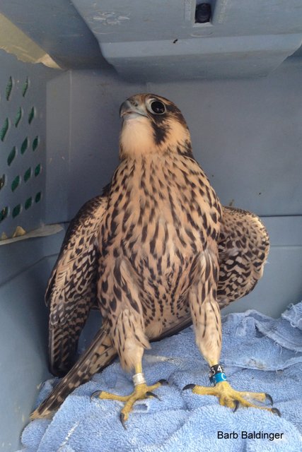 Fryer being released from rehab at UM Flint by Barb Baldinger 6-23-2016 Fryer being released from rehab at UM Flint by Barb Baldinger 6-23-2016