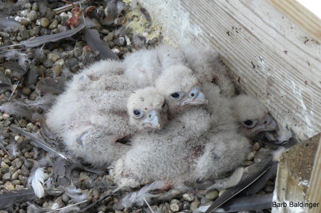 GM Warren 3 chicks by Barb Baldinger 5-14-2015