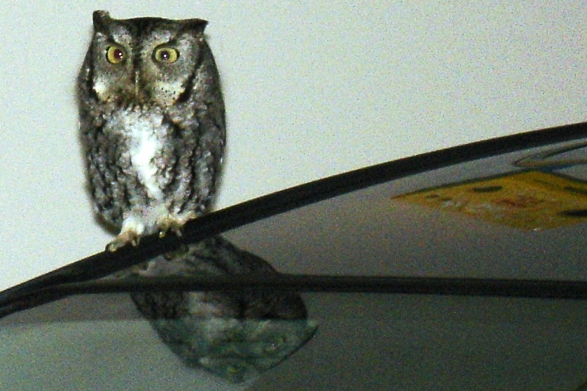 Eastern Screech Owl