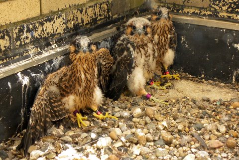 Harwell, Martha and Packard by Barb Baldinger, 6/8/2010