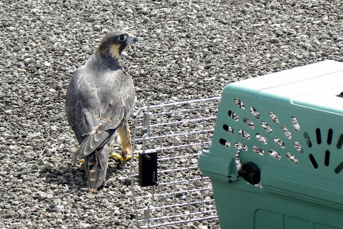 Harwell by Barb Baldinger, 6/28/2010