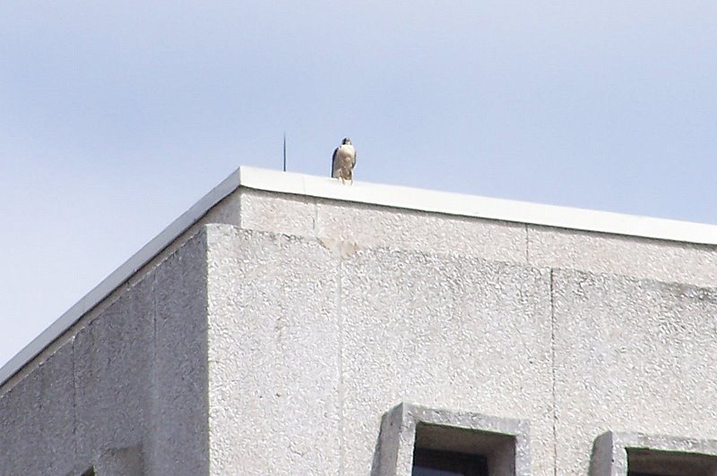 Hathor watching from the Courthouse in Mt. Clemens