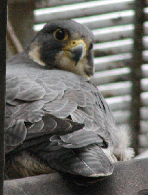 The Toledo Falcon says Hi!