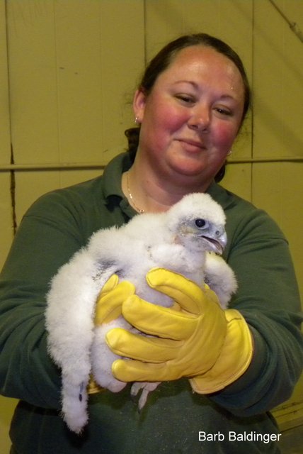 Holly Vaughn Joswick and Caddie at GM Building by Barb Baldinger 6-9-2016